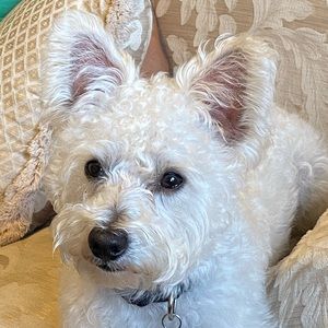 Meet your Posher, Melissa